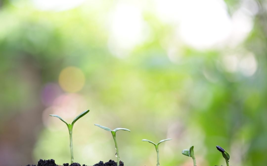 Discipleship: A Core DTB Pillar
