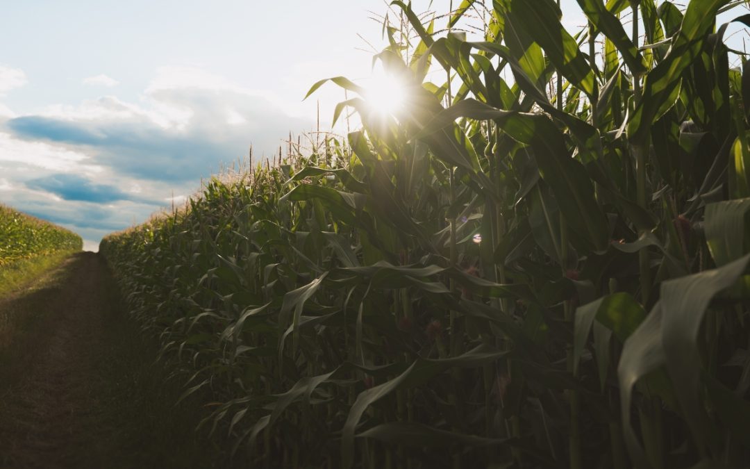 Following Jesus & Loving People Well: Revisiting our 5 Pillars